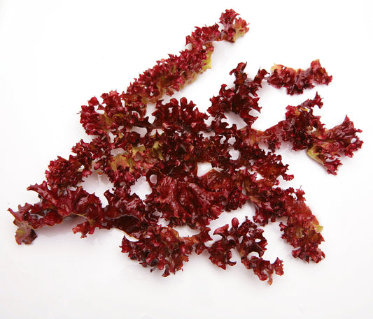Red seaweed