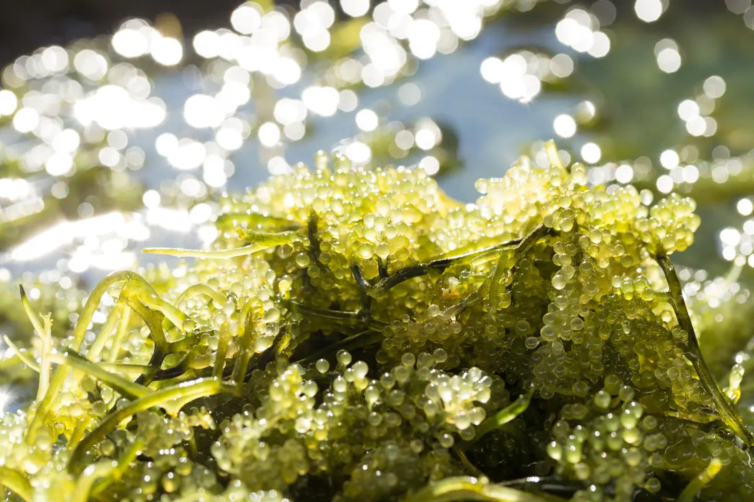 Philippine Green Caviar - Pure Culture
