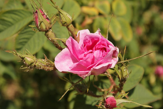 Bulgarian rose