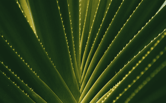 aloe vera plant