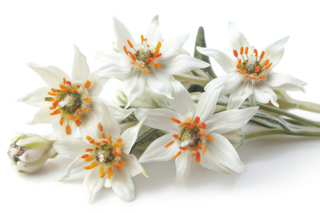 Edelweiss flower