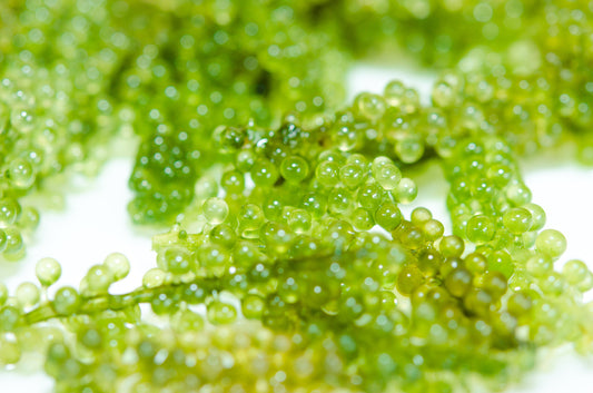 Green caviar, sea grapes, or lato