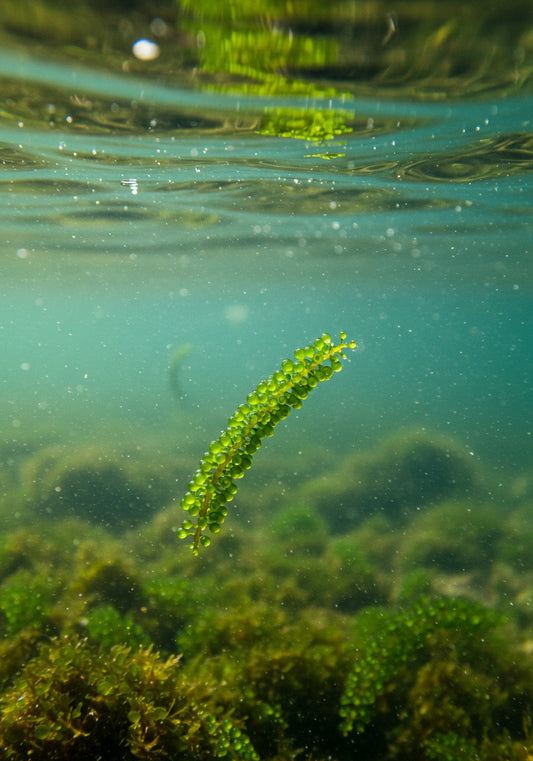 From Sea to Skin: How Ocean Botanicals Power Pure Culture’s Clean Beauty