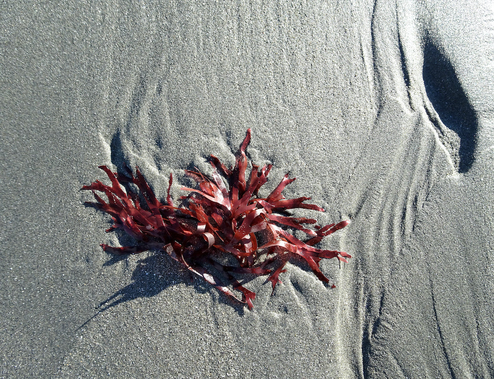 Sea Moss and You